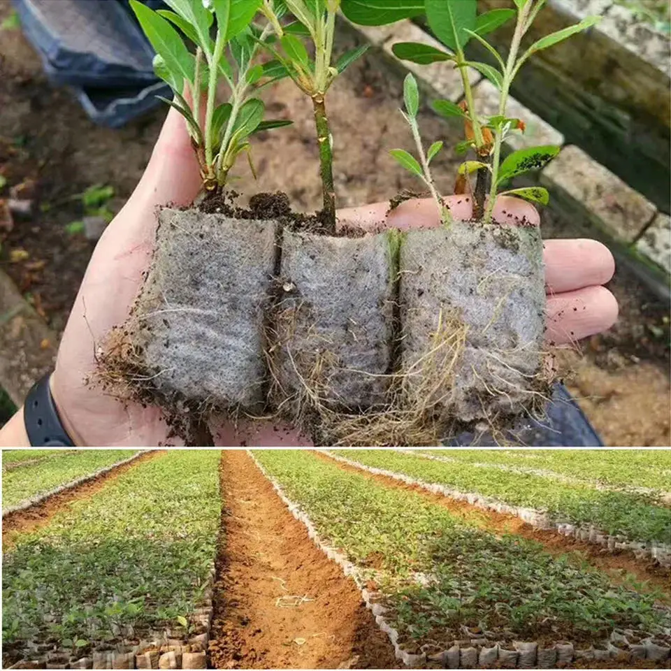 100pcs Biodegradable Seed Nurs - Seed Starter Tray ulasan dan harga
