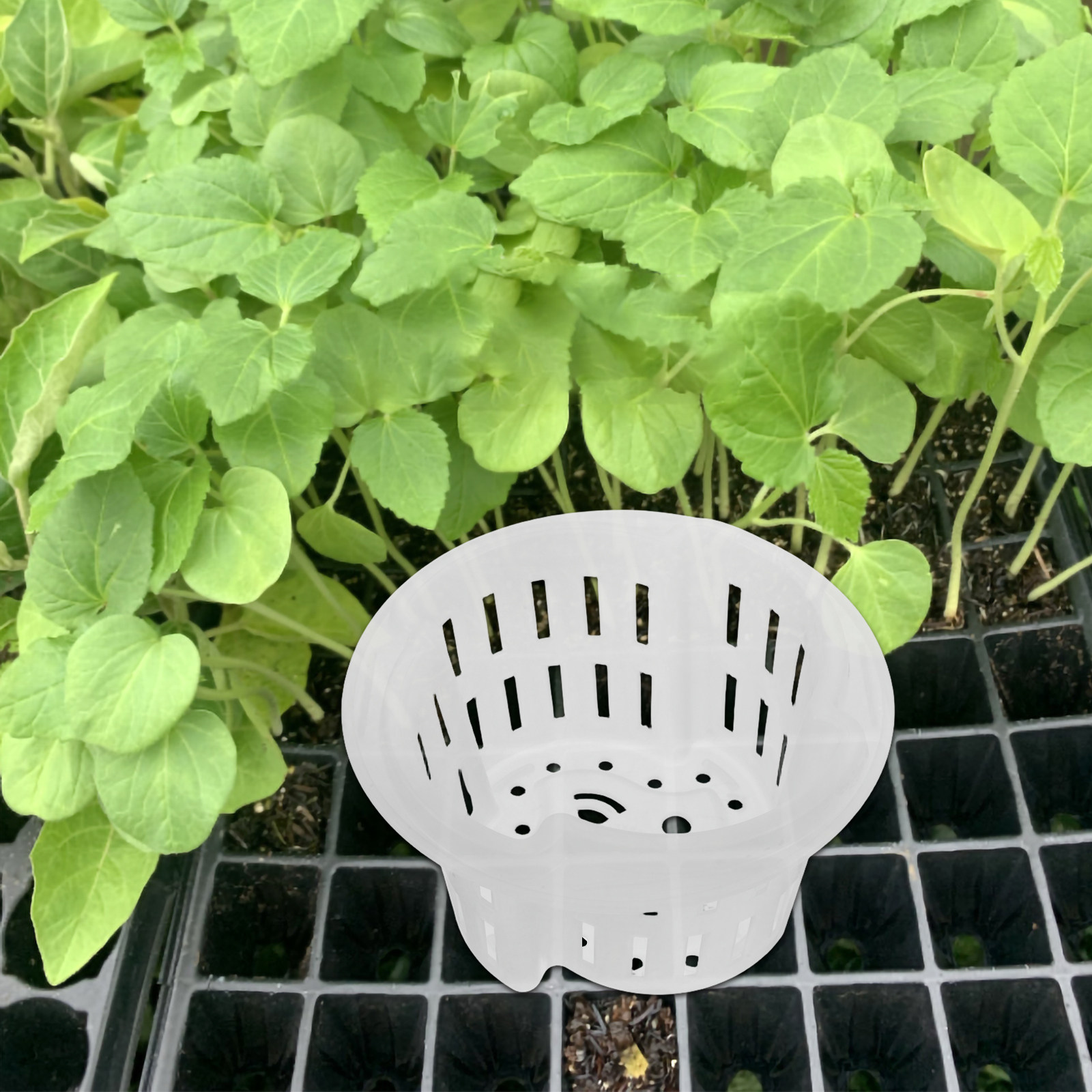 4Pcs Hydroponic Vegetable Cult - Plant Pot ulasan dan harga