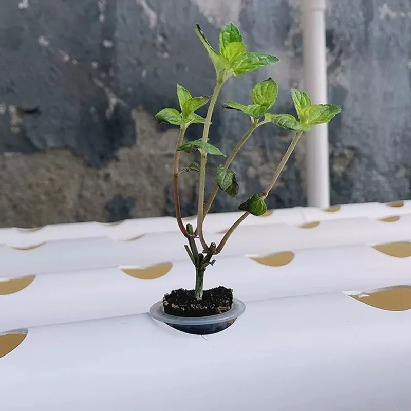 Soilless Growing System Kit, P - Hydroponic Kit ulasan dan harga