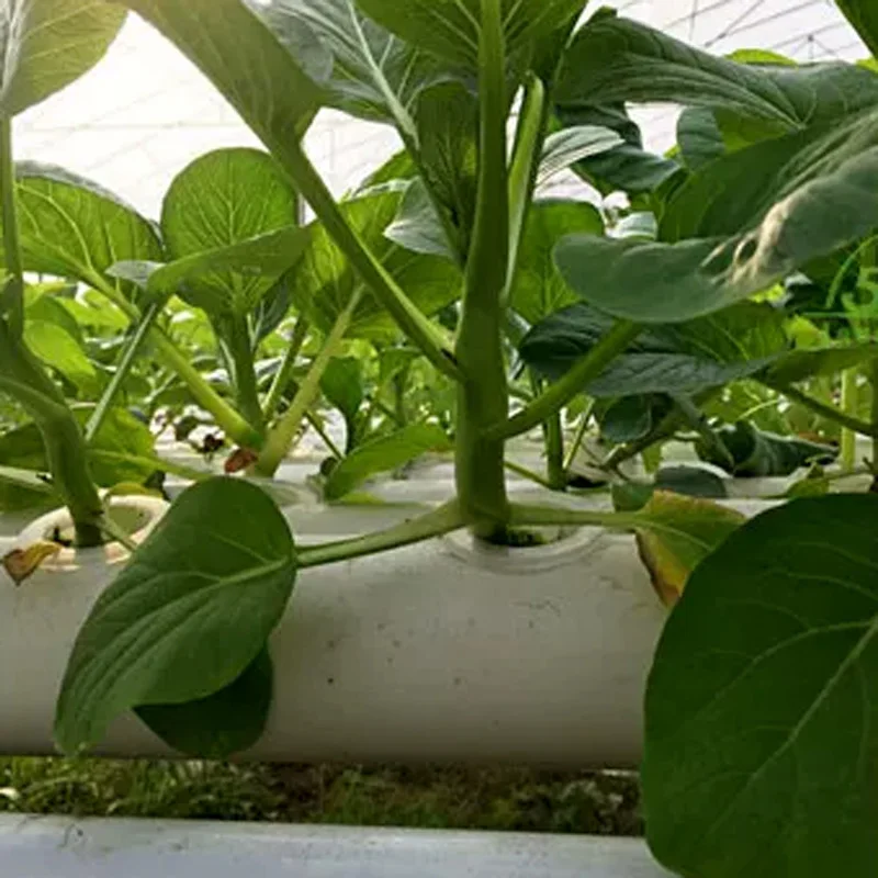 Soilless Growing System Kit, P - Hydroponic Kit ulasan dan harga