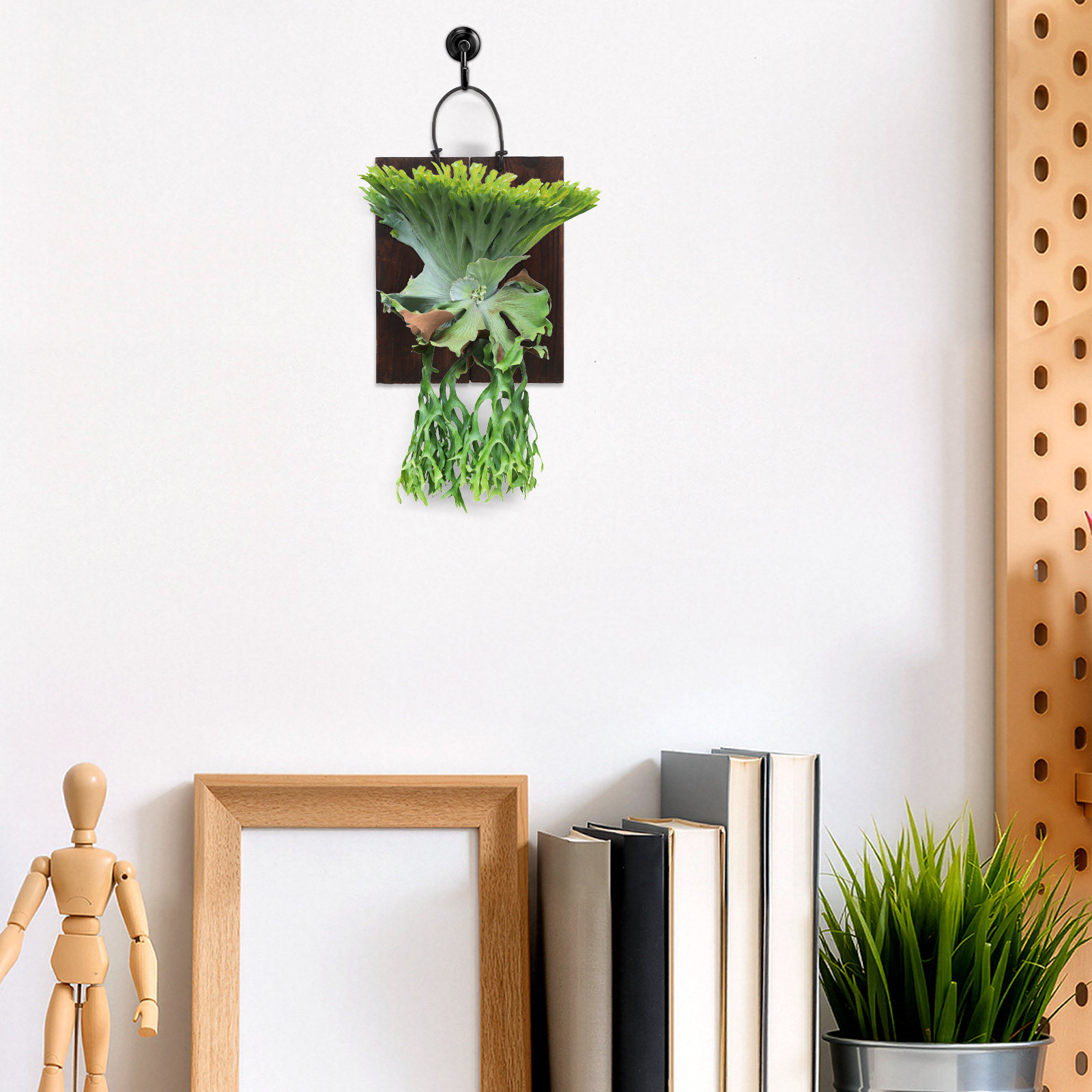 Staghorn Fern Mounting Board V - Vertical Planter ulasan dan harga